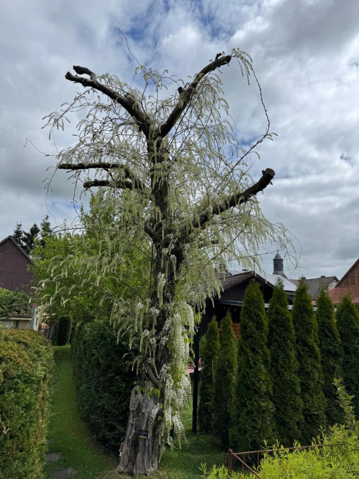 Ferienwohnung Am See Dillich - Ruhige Lage - Eigener Garten - Direkt Neben Einem Natursee Borken  Exteriör bild